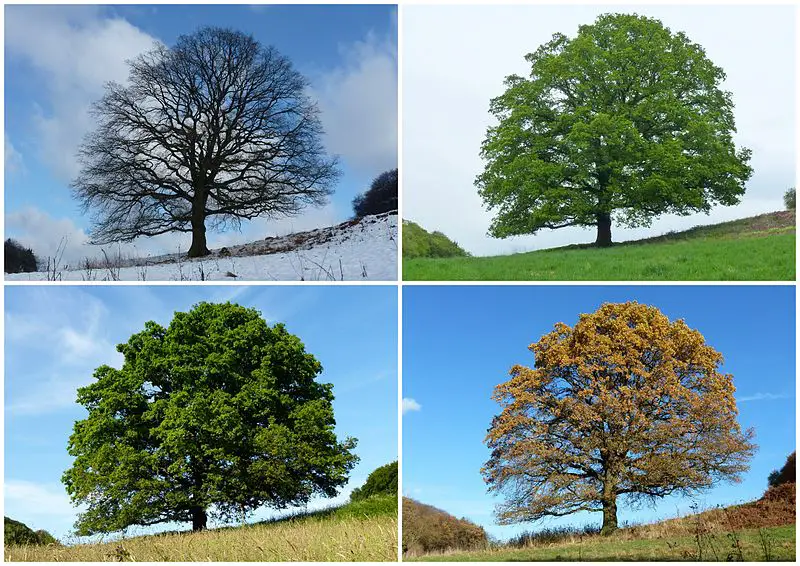 Why are there seasons?